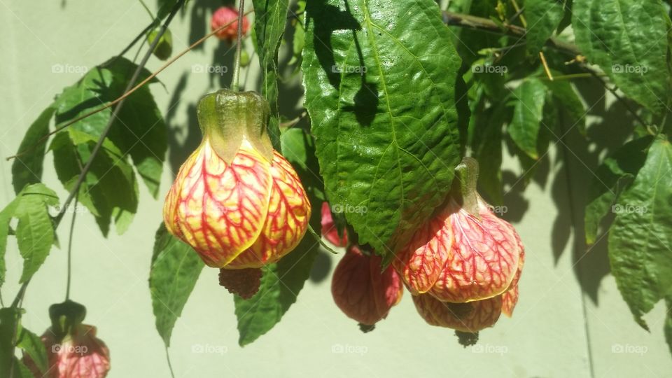 California summer flowers