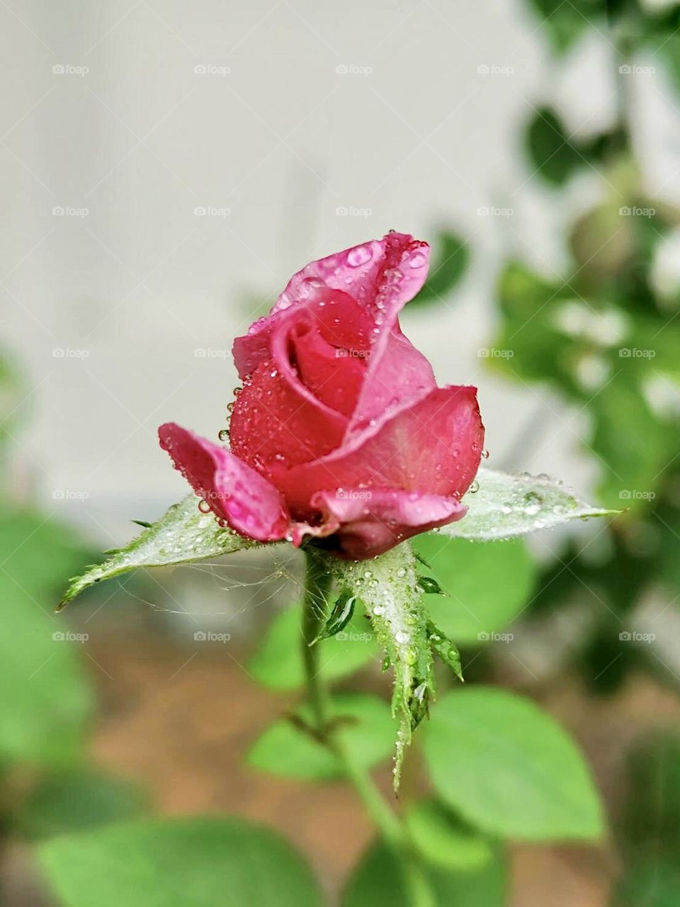 Flower # blooming #Pink rose 