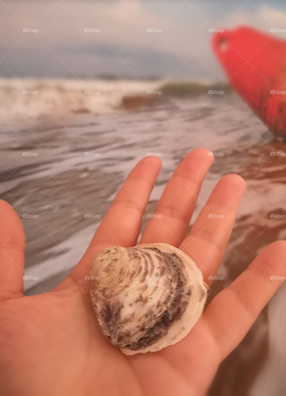 Shell, sea, outdoor