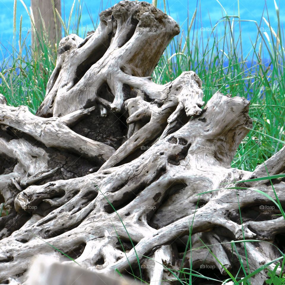 Root, Nature, Tree, Wood, Trunk