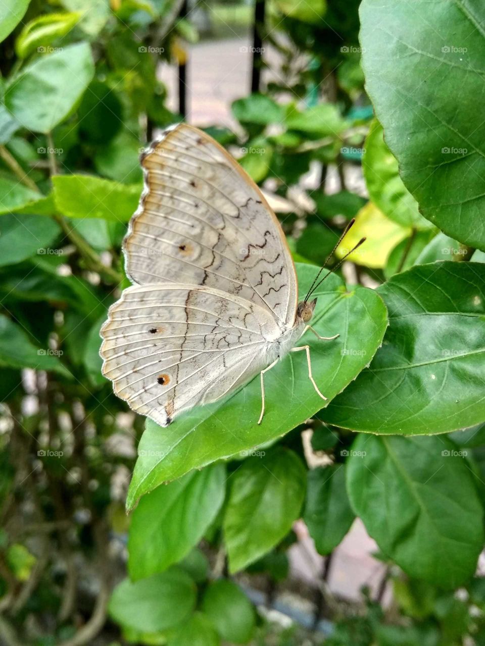 butterfly garden in leaves