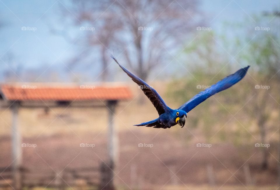 Arara Azul Grande em flagrante de vôo