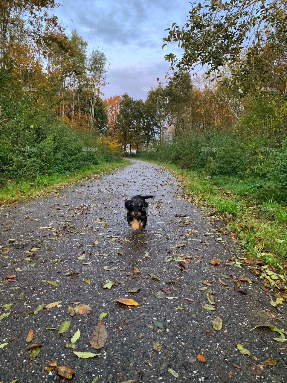 Young dachshund running