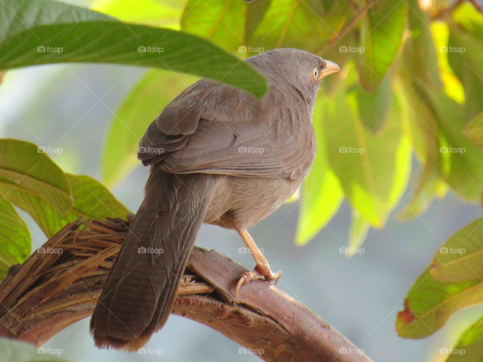 Jungle babbler bird or (Turdoides striata) or beautiful seven sisters or angry bird