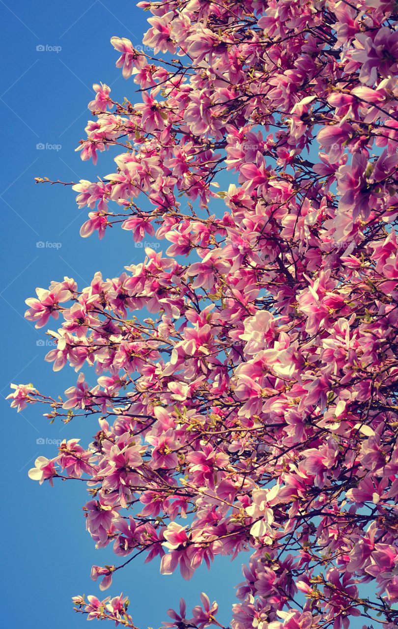 Low angle view of pink flowers