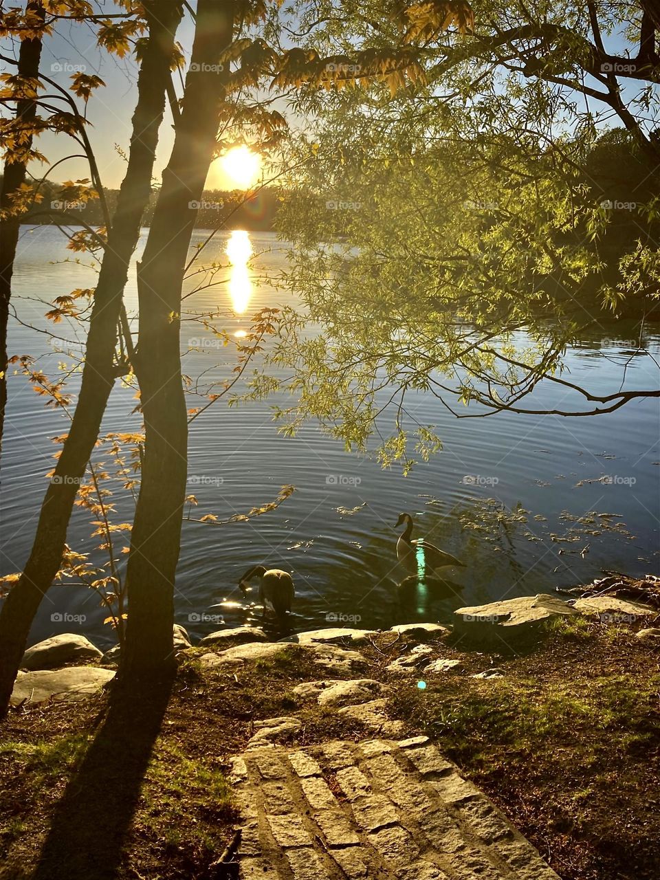 Pausing to absorb the gorgeous sunset, accompanied by two feathery friends 
