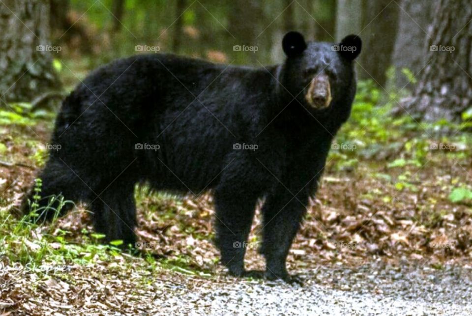 Black Bear Visitor