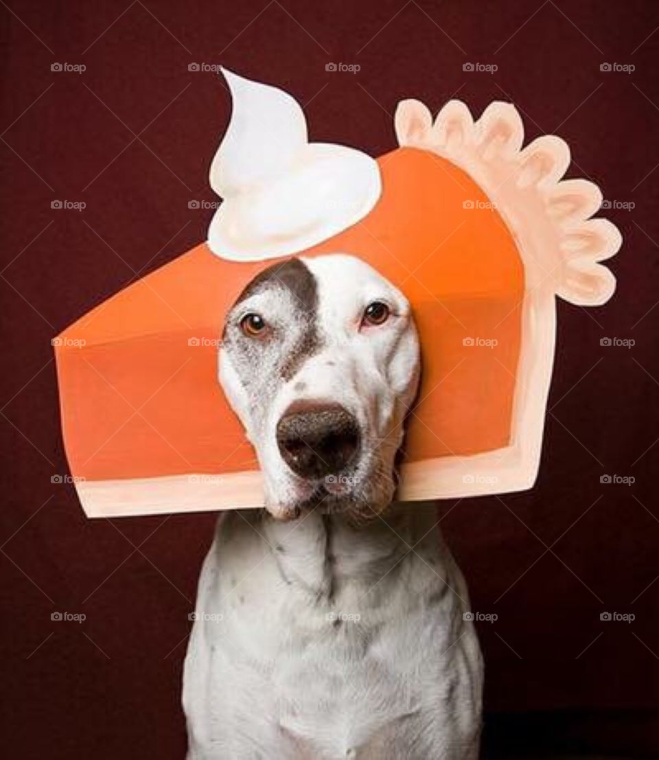 Dog with pie cardboard cutout on face