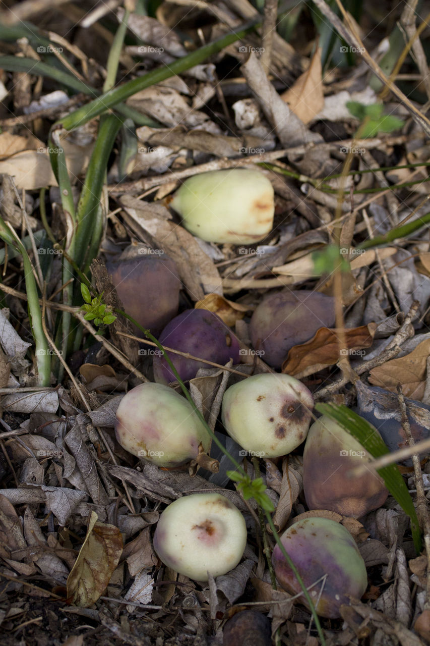 Fallen Wild Fig