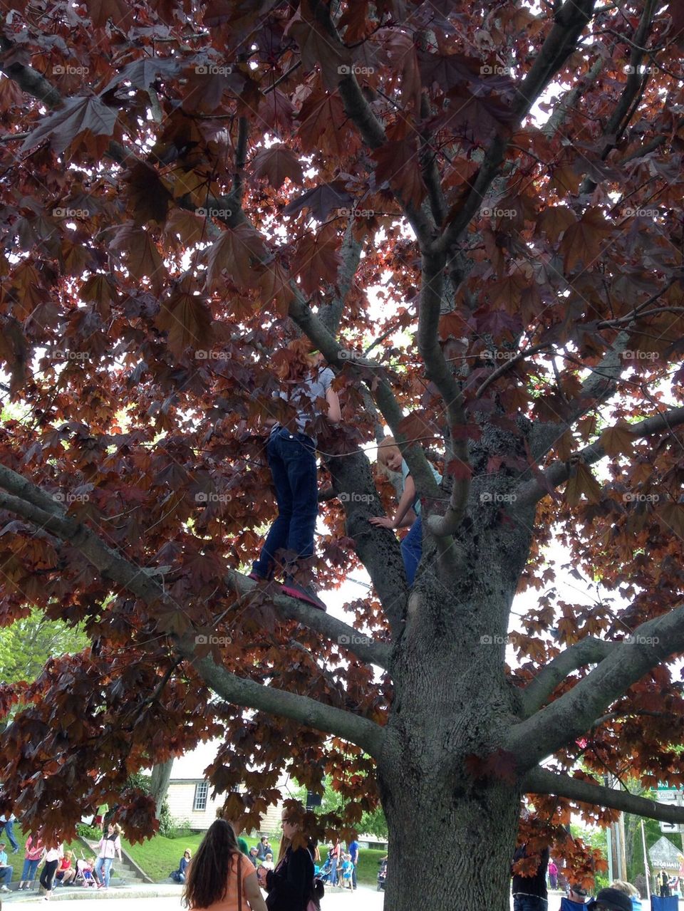 Tree climbing