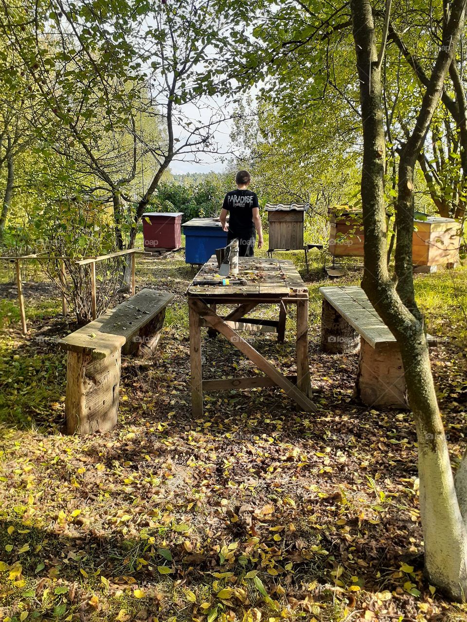 My grandfather's apiary