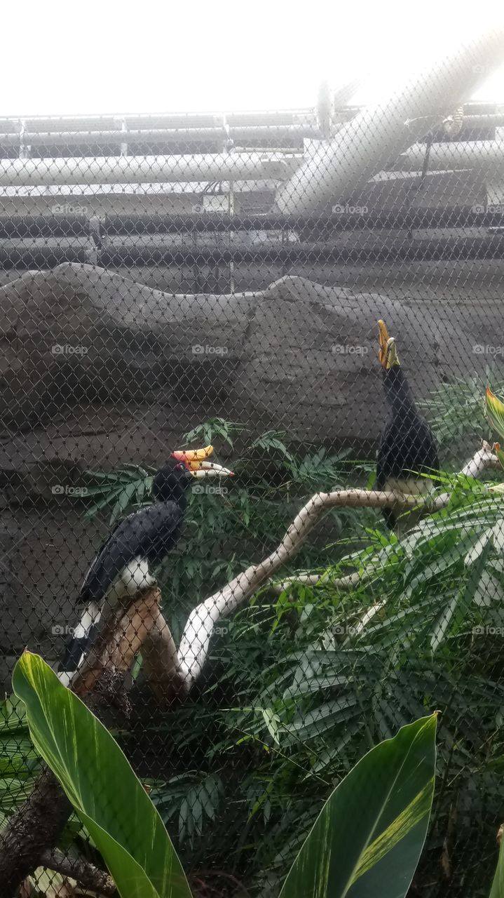 smallest amount of mesh between me and this rhino hornbill