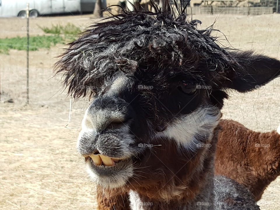 Close-up of alpacas on field