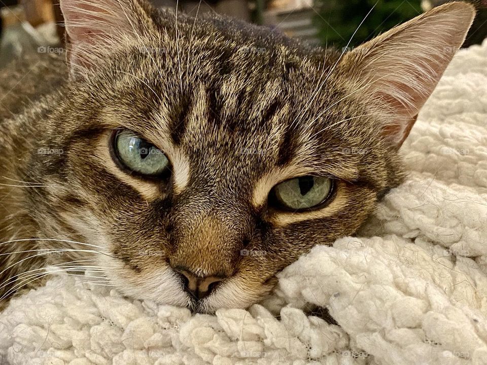 A brown tabby cat sleeping on a fluffy blanket