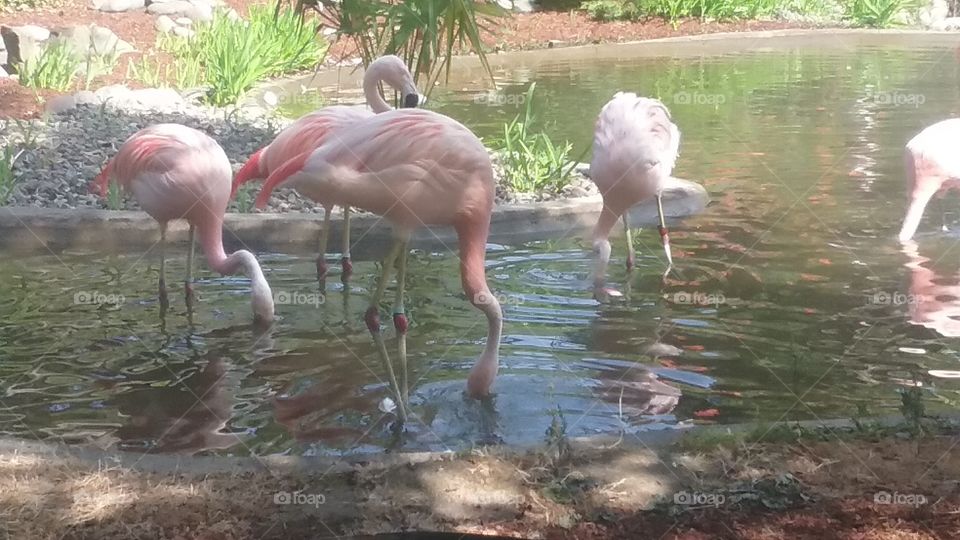 Flamingo