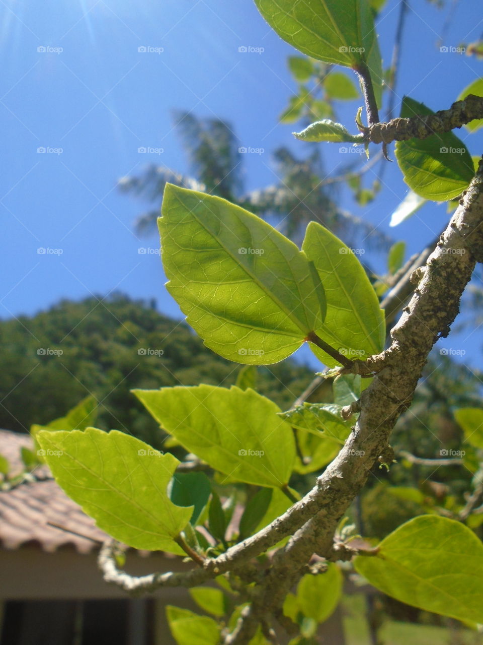 PLANT, GARDEN, LEAVES, FLOWERS, ENVIRONMENT.