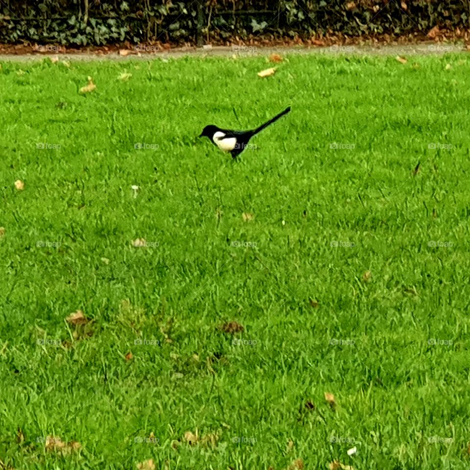 beautiful black and white Magpie
