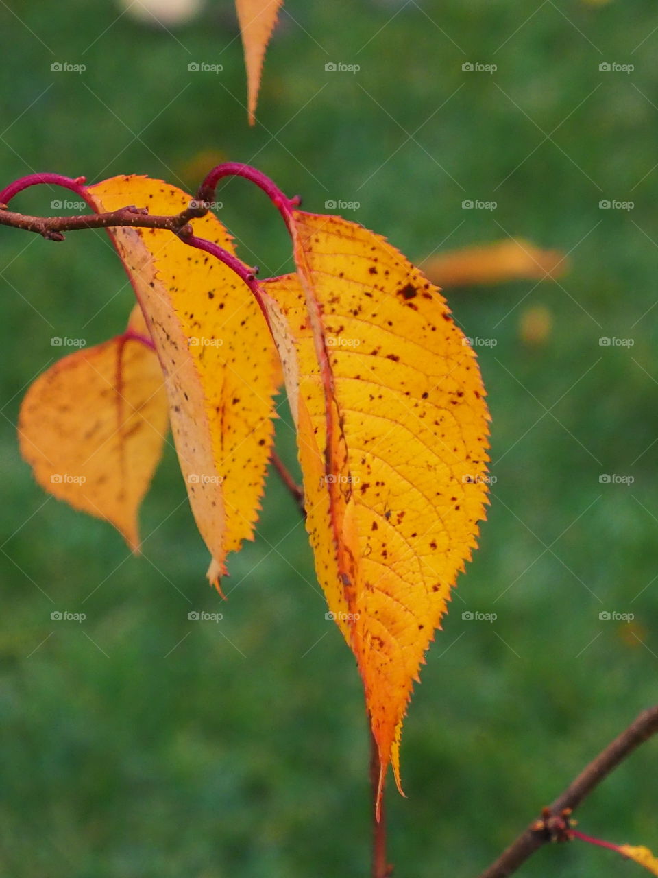 Autumn in the garden