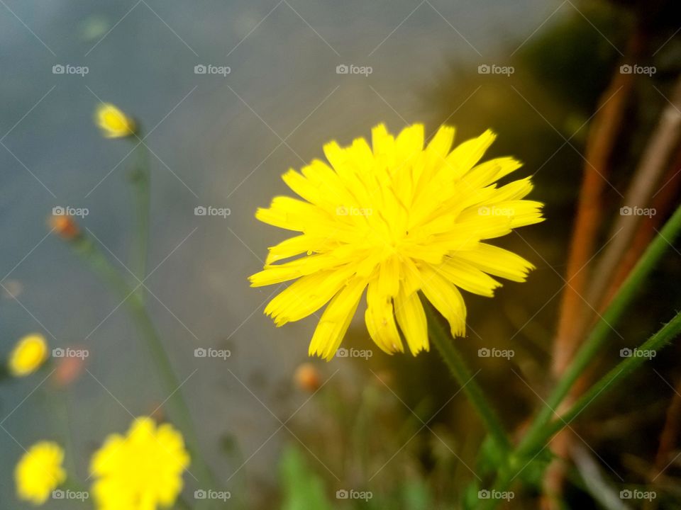 Dandelion