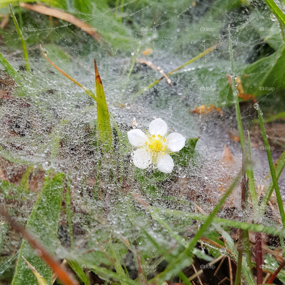 cobweb cowers litle flower