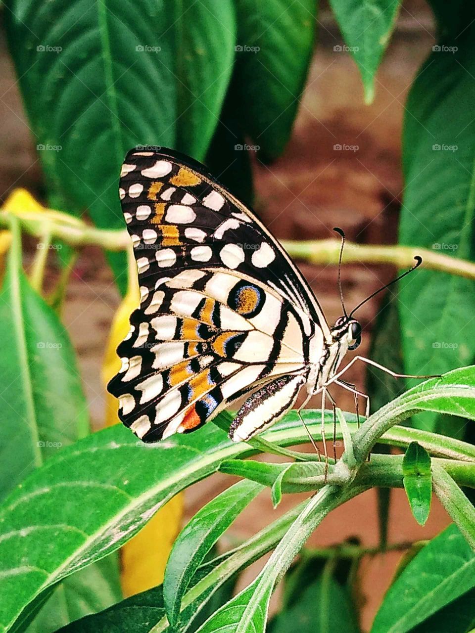 beautiful butterfly in my garden