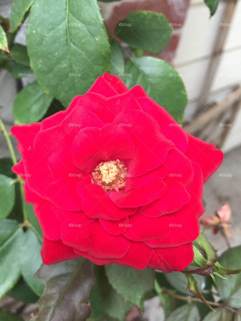 Star Shaped Rose