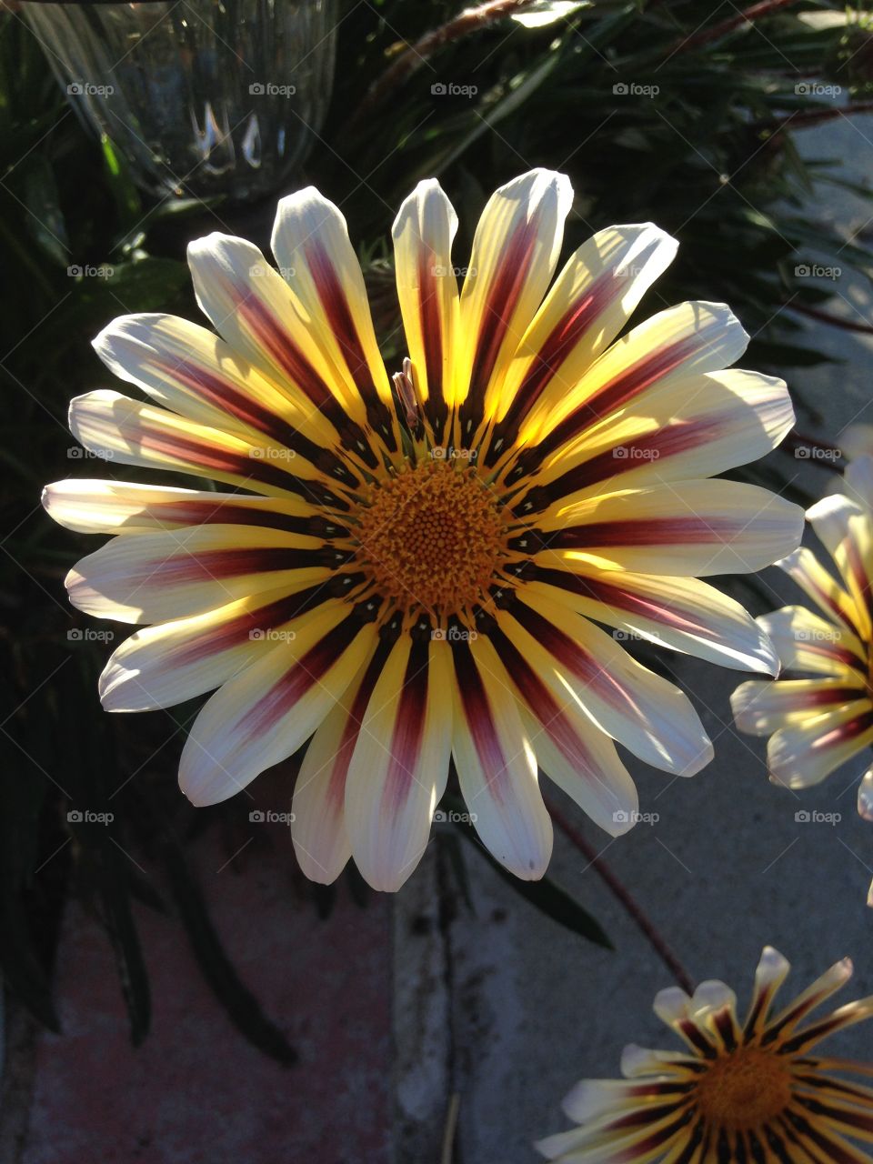 Close-up of white blooming flower