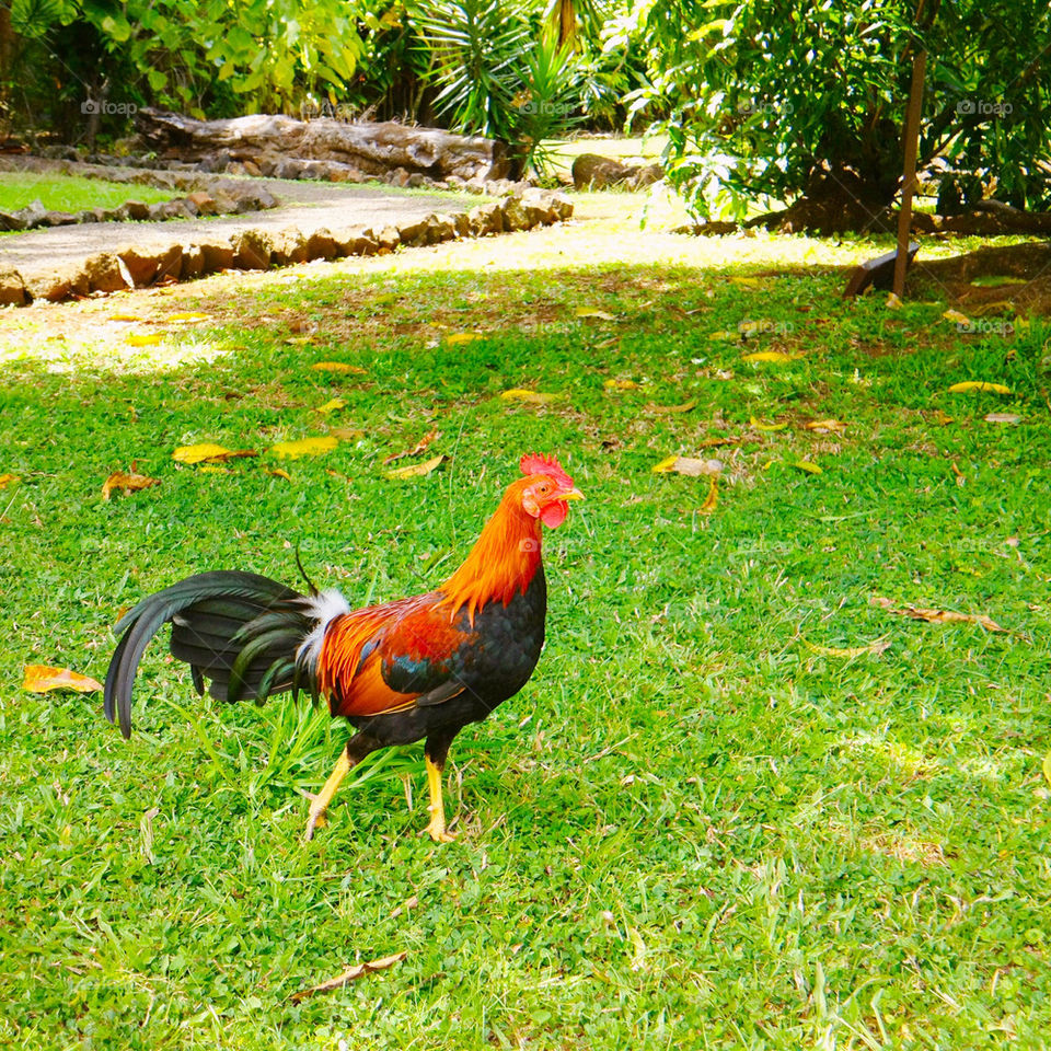 stones path chicken rooster by vintageseason