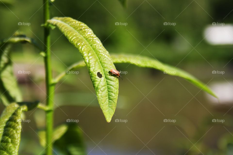 Insects on plants