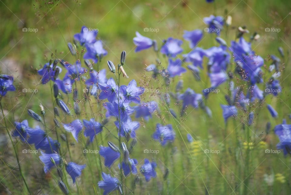 Summer meadow