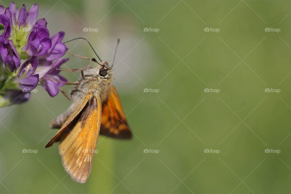 Moth pollinating on flower