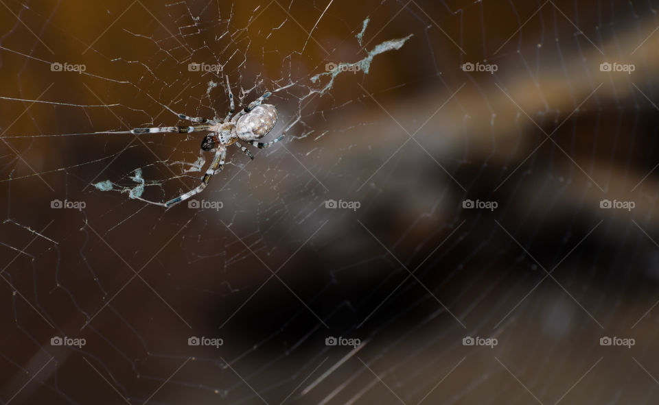 Spider on the cobweb.Spider at rest in chaotic cobweb.Closeup of a cross spider in its cobweb.