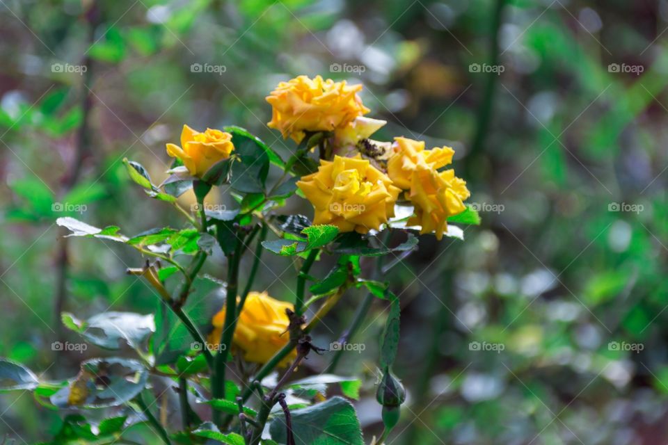 Yellow roses