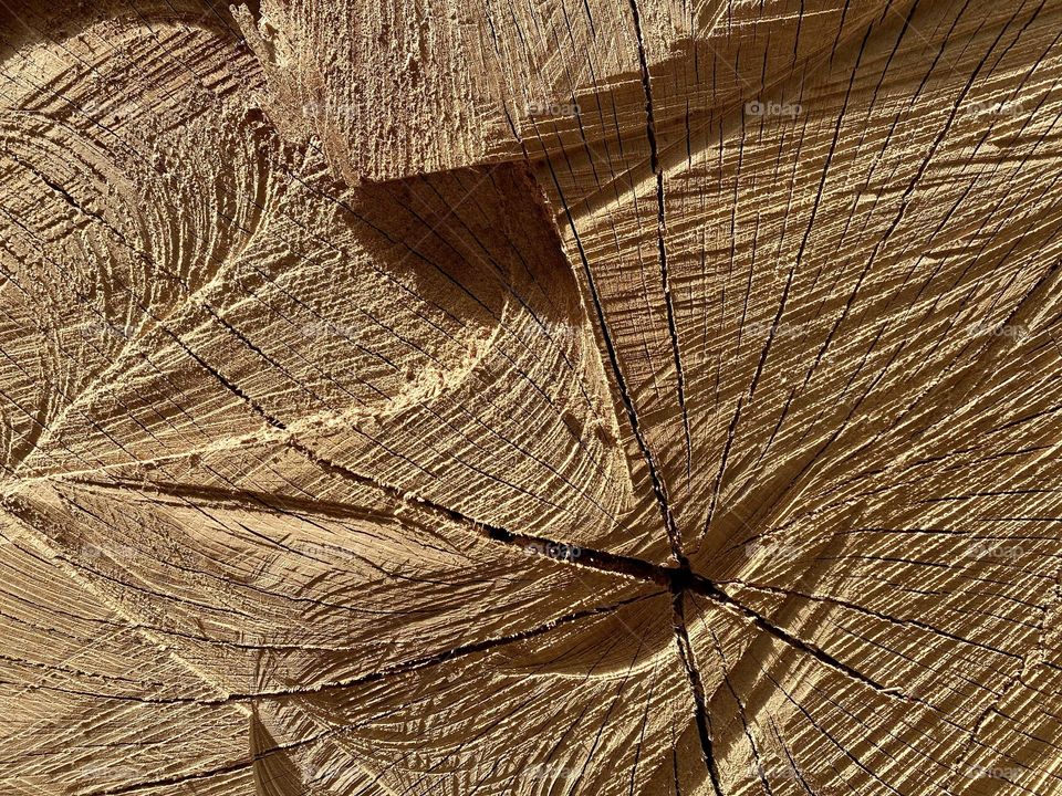 trunk with traces of the chainsaw