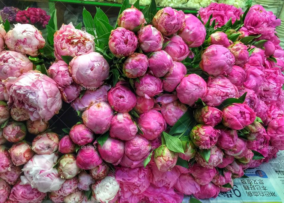 Pink peonies laying on a table at the SF flower mart.
