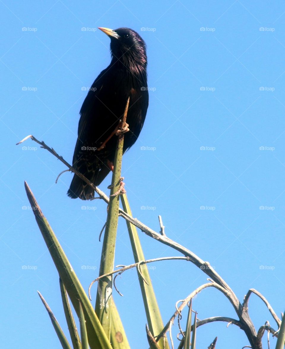 Starling on Top of Succulent