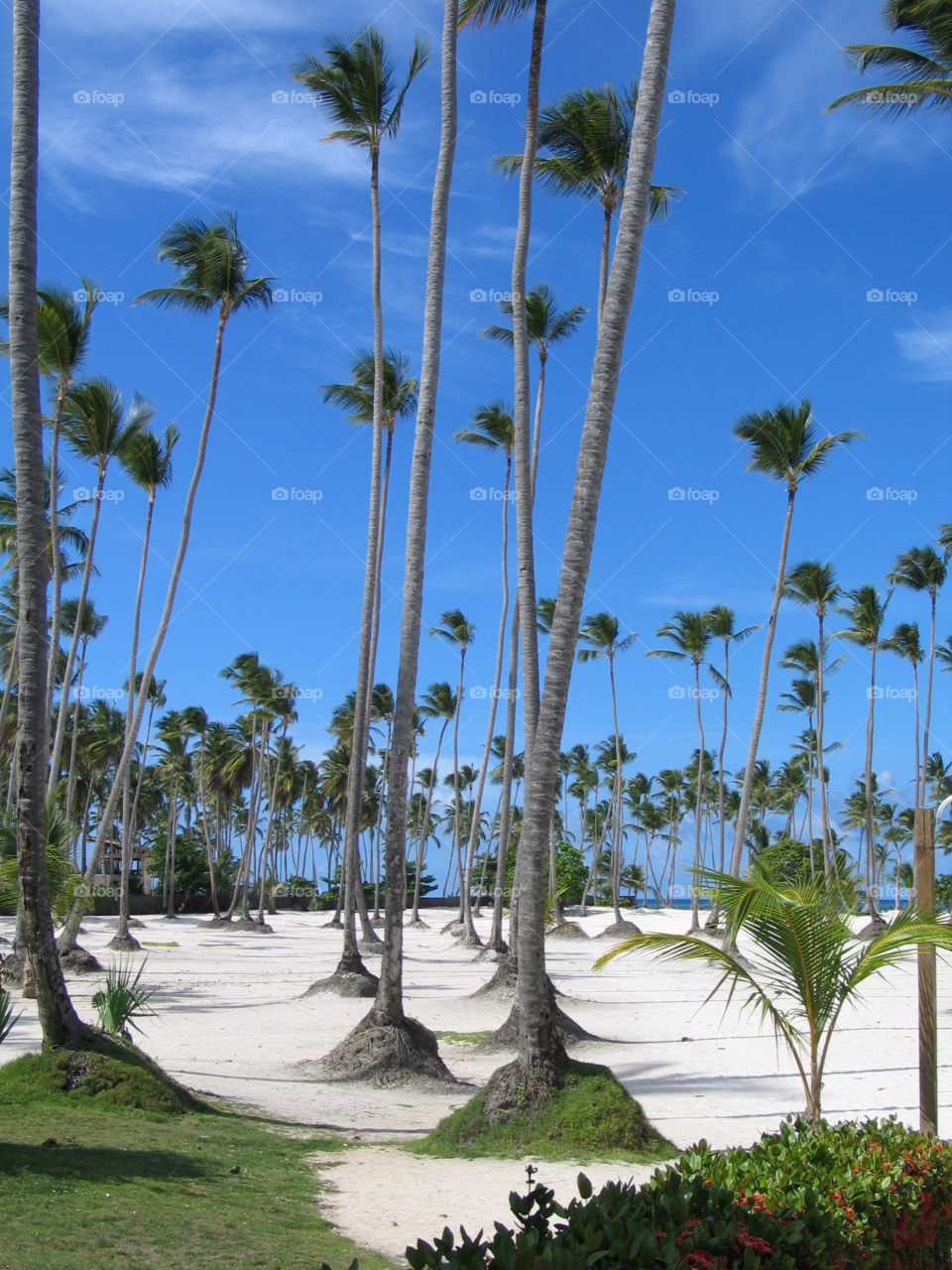 Beach trees