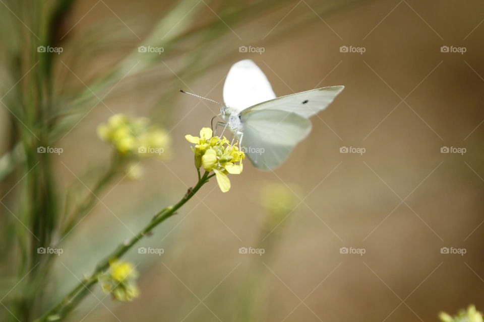 flowers plants butterfly insects by ronenel