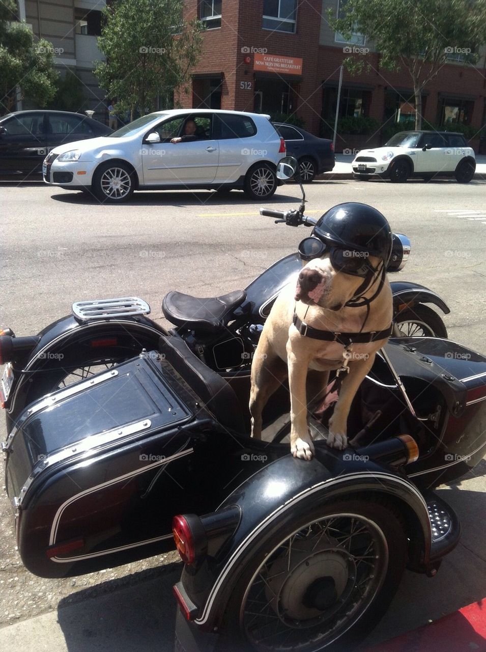 city dog funny california by isabella.c.distefano