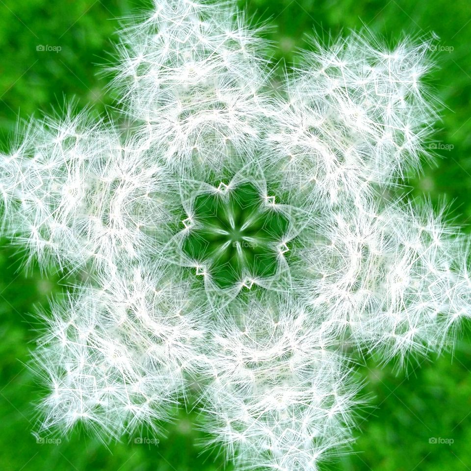 Dandelion mandala