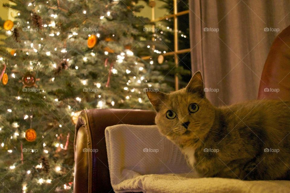 Kitty at Christmas