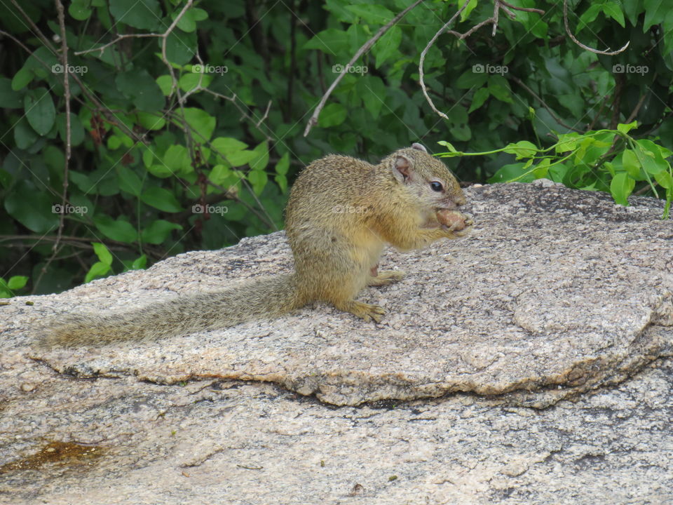 African ground squirrel at the Hamilton Stevenson monument in the Kruger national Park in South Africa
