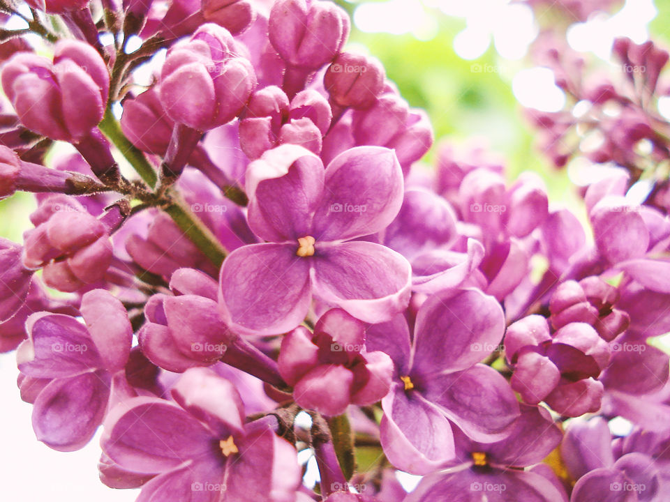 Purple flower