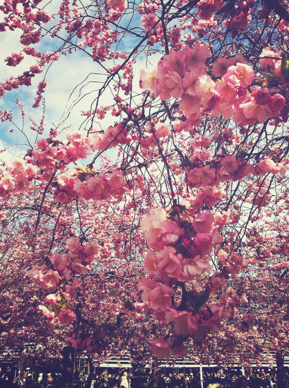 sweden spring flowers pink by bumbiru