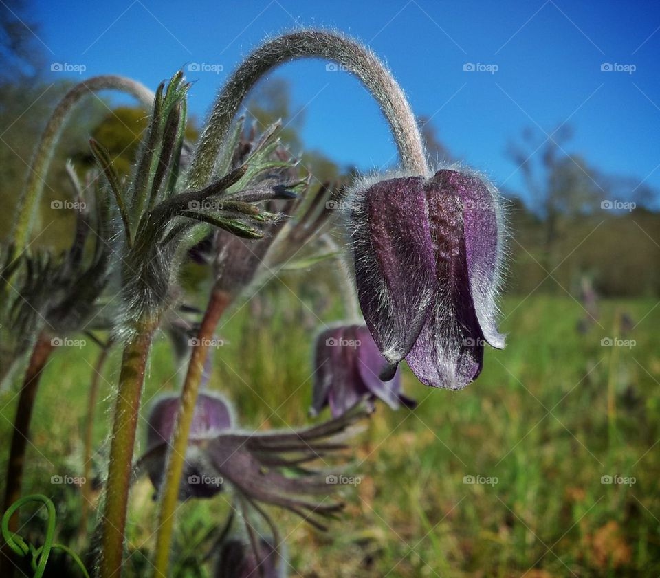 Pulsatilla pratensis