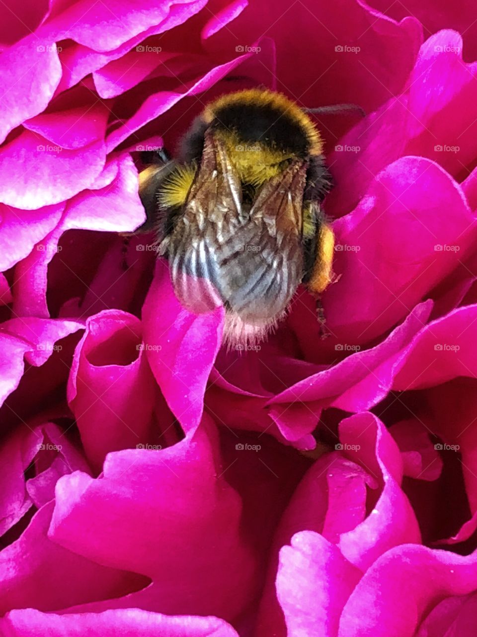 Bee in a peony