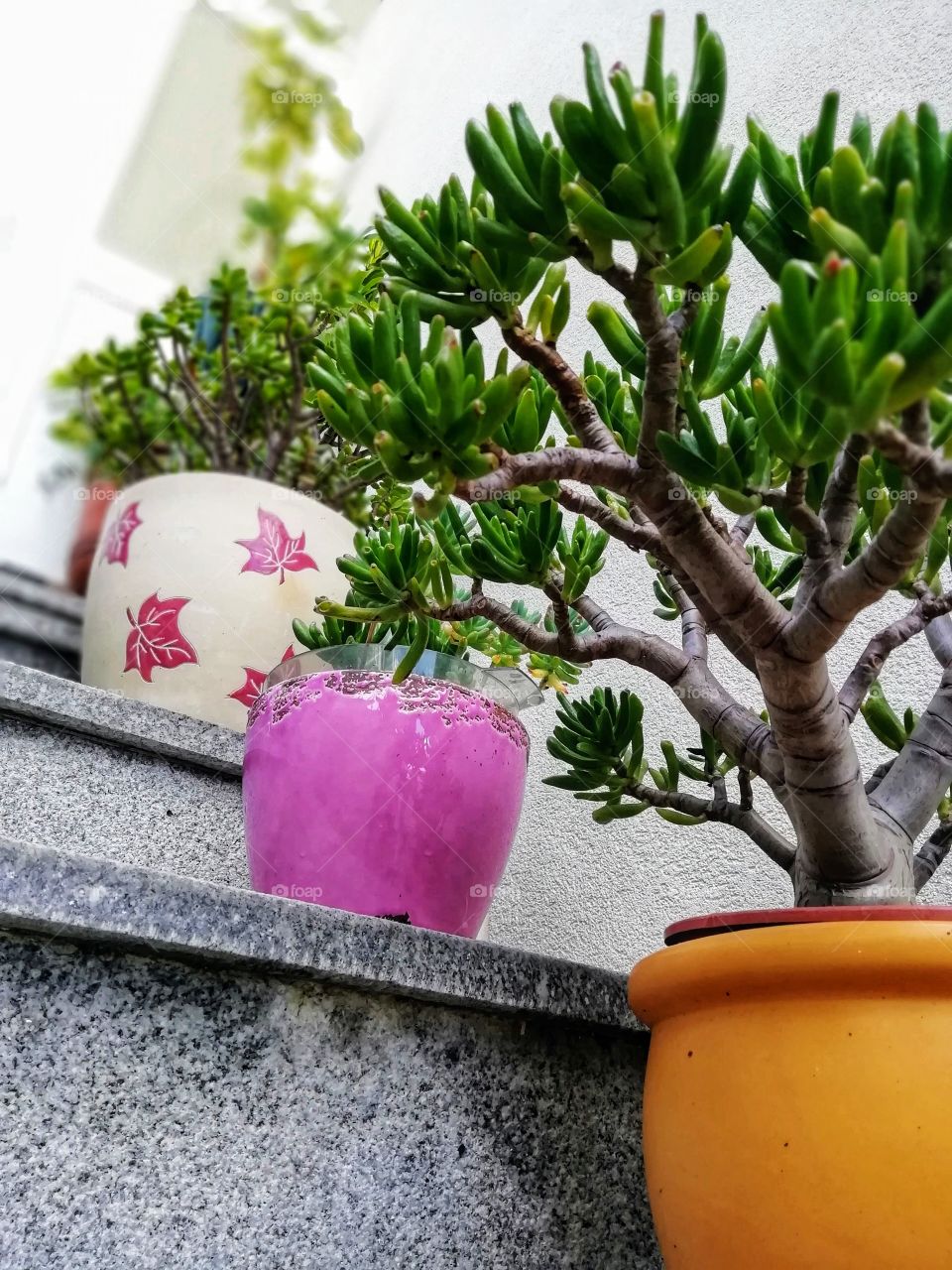 Plants around us... Entrance