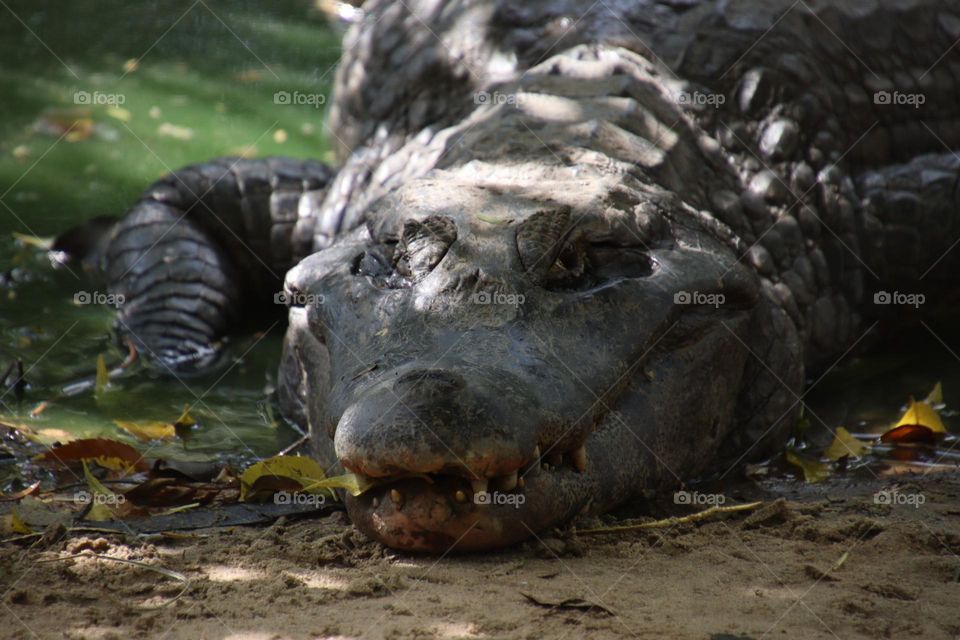 Alligator resting