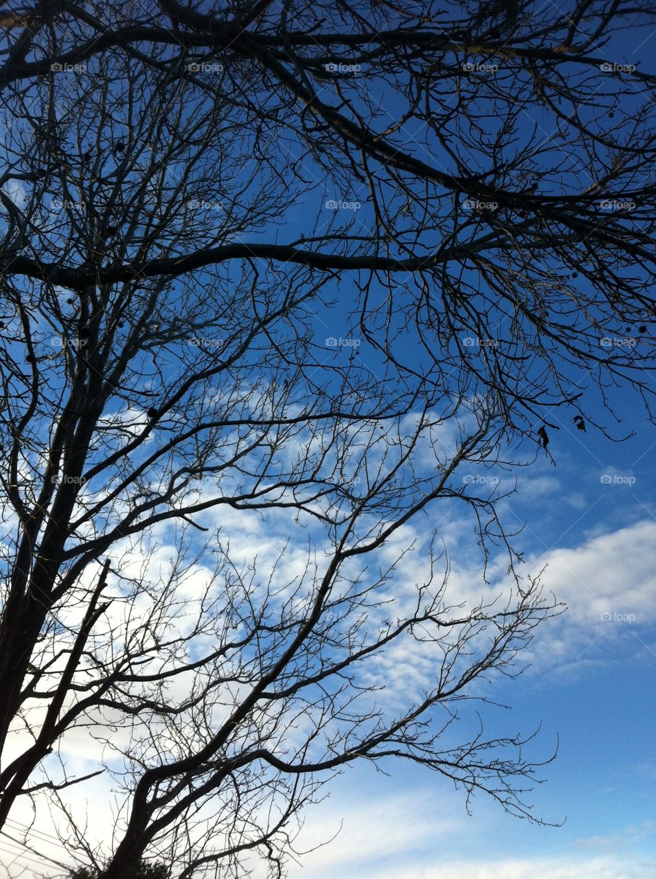 sky blue tree clouds by king