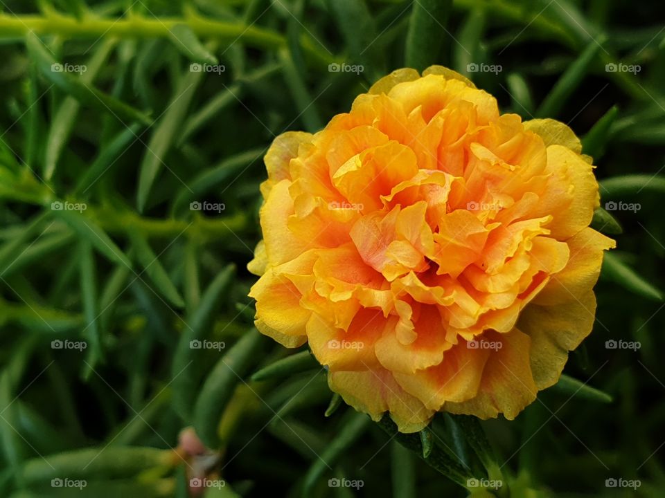 the Portulaca Grandiflora